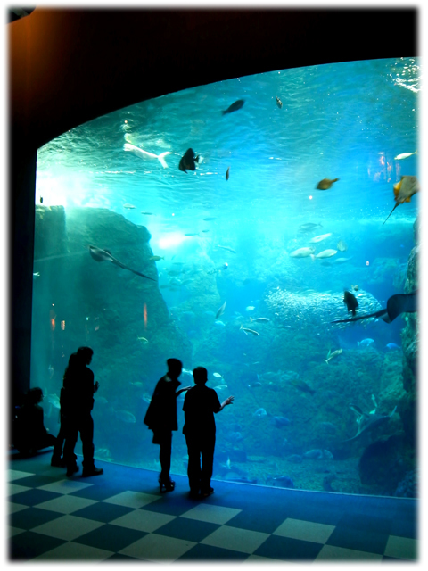 090517_Enoshima-aquarium-04.jpg