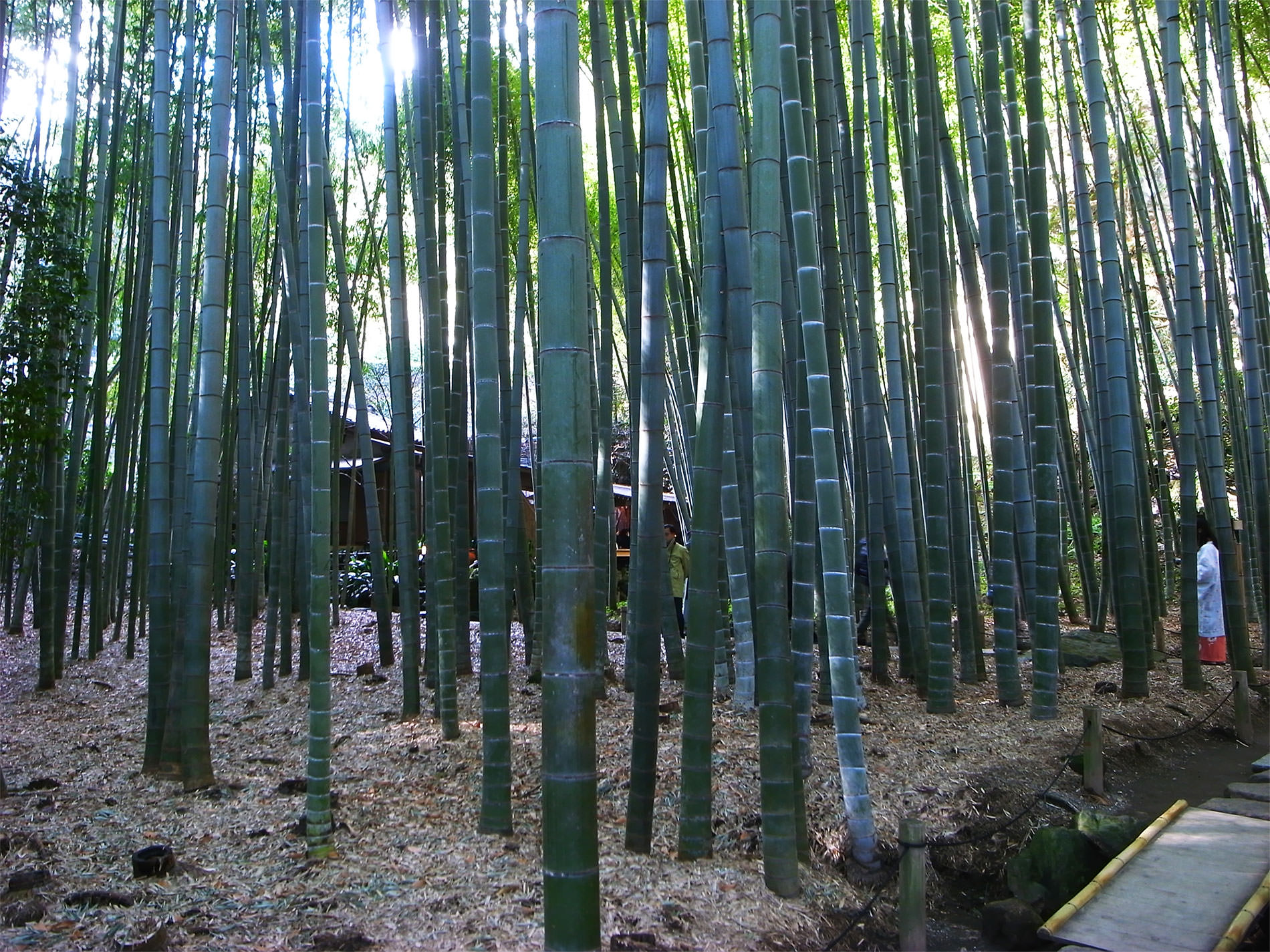 報国寺と竹林と | Hokokuji-Temple and Bamboo thicket in Kamakura