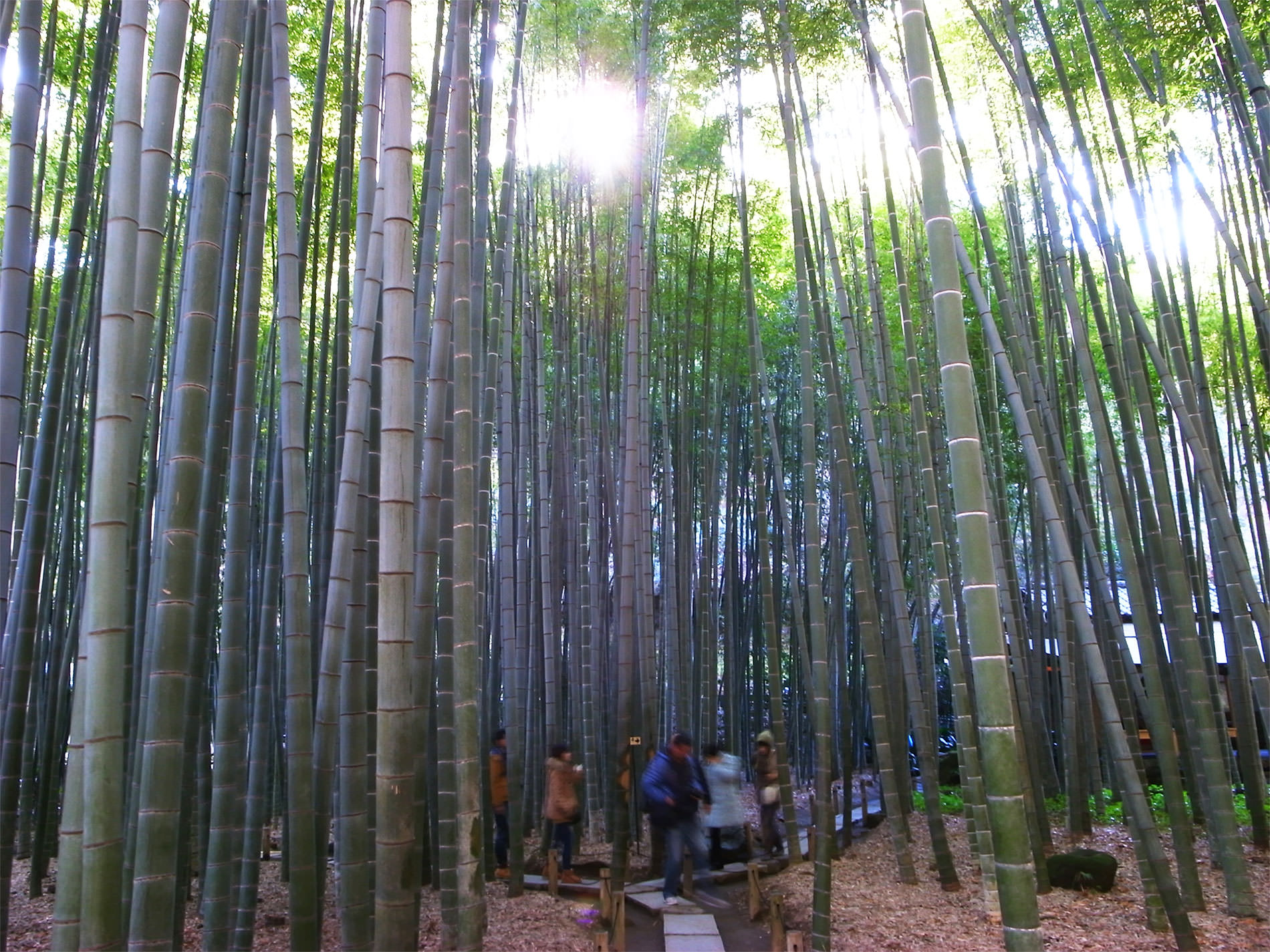 報国寺と竹林と | Hokokuji-Temple and Bamboo thicket in Kamakura