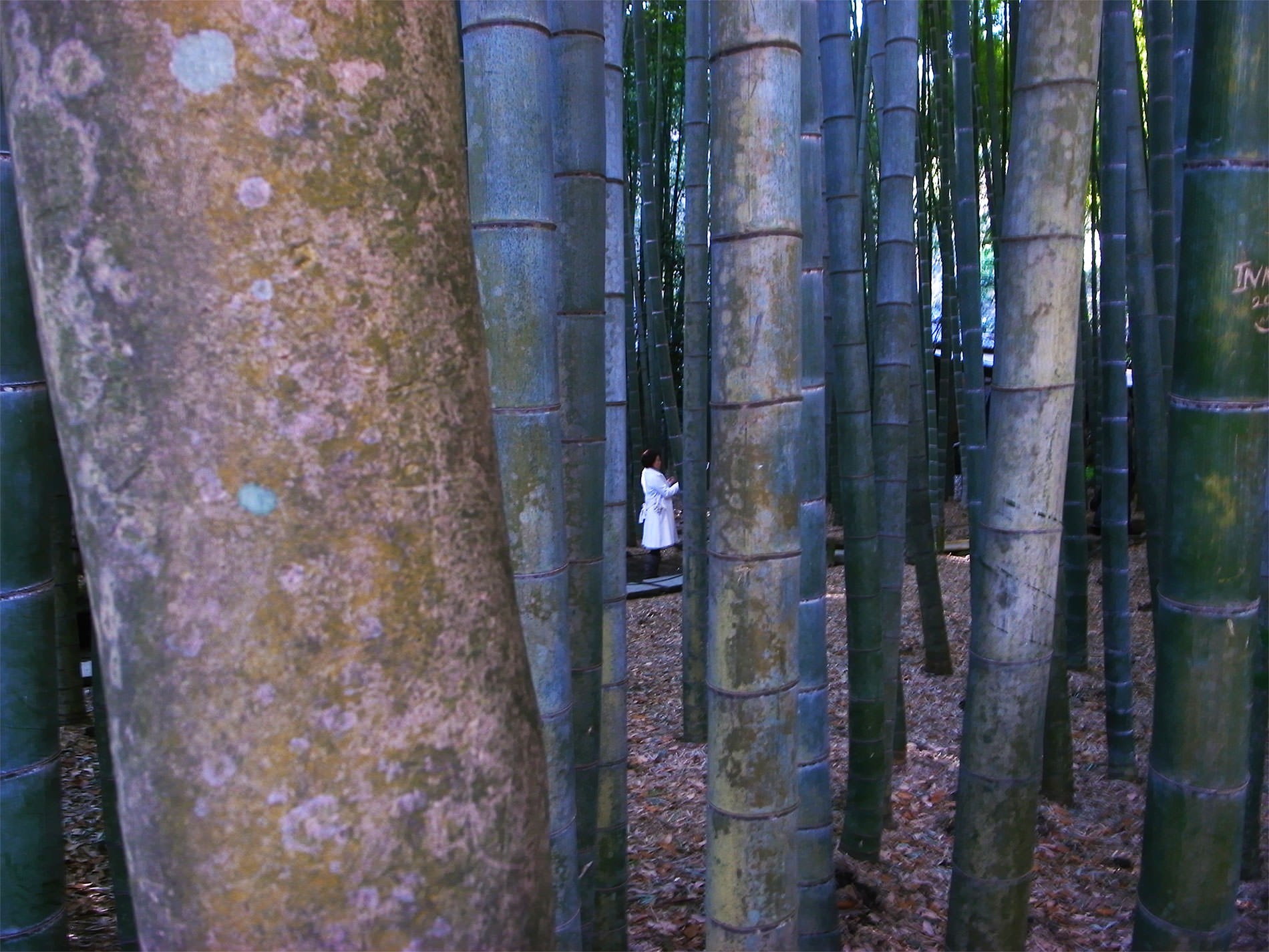 報国寺と竹林と | Hokokuji-Temple and Bamboo thicket in Kamakura