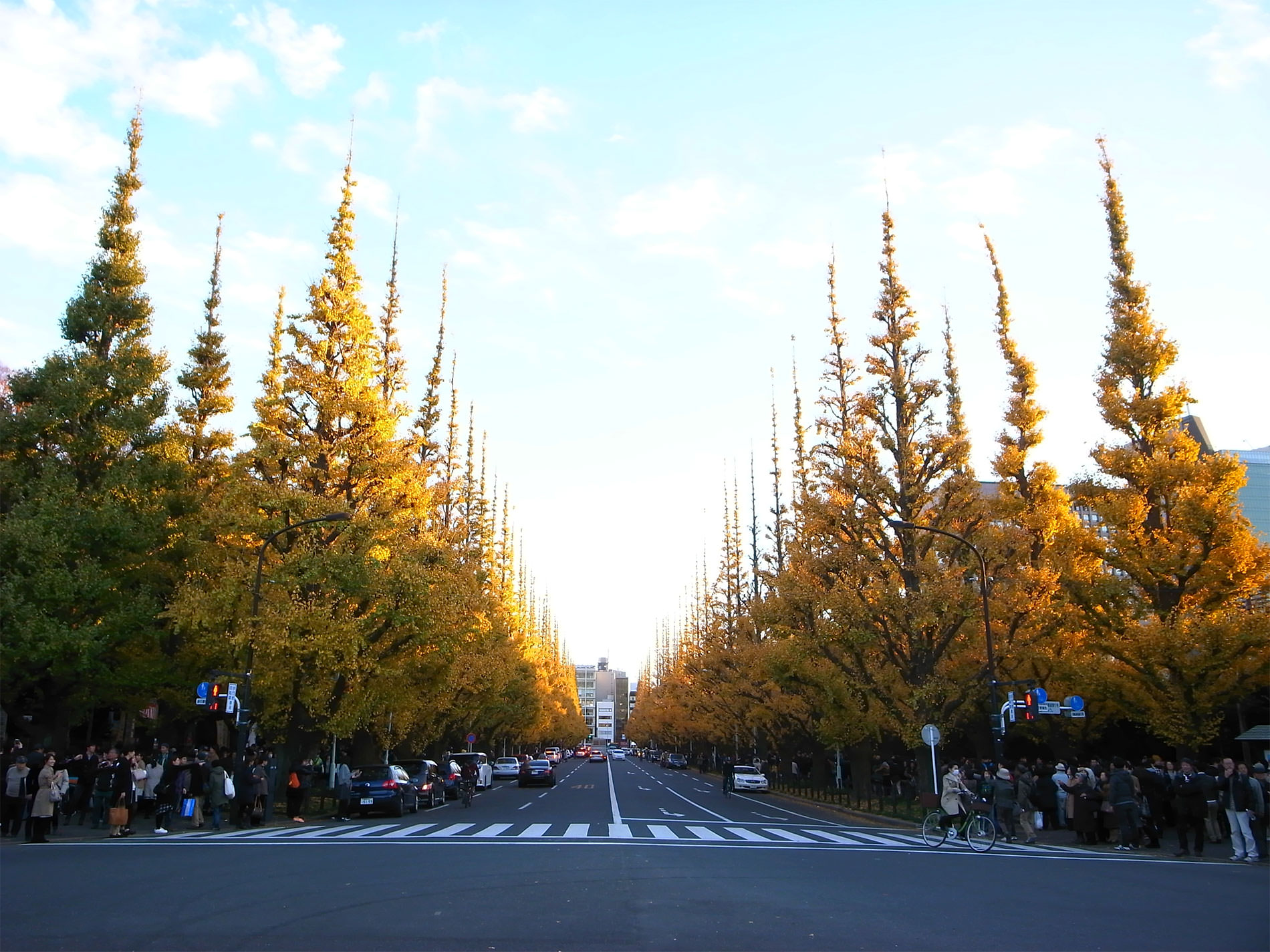 gaigen_tokyo_icyo_yellowleaves_2015 | 外苑前 / 銀杏並木 2015