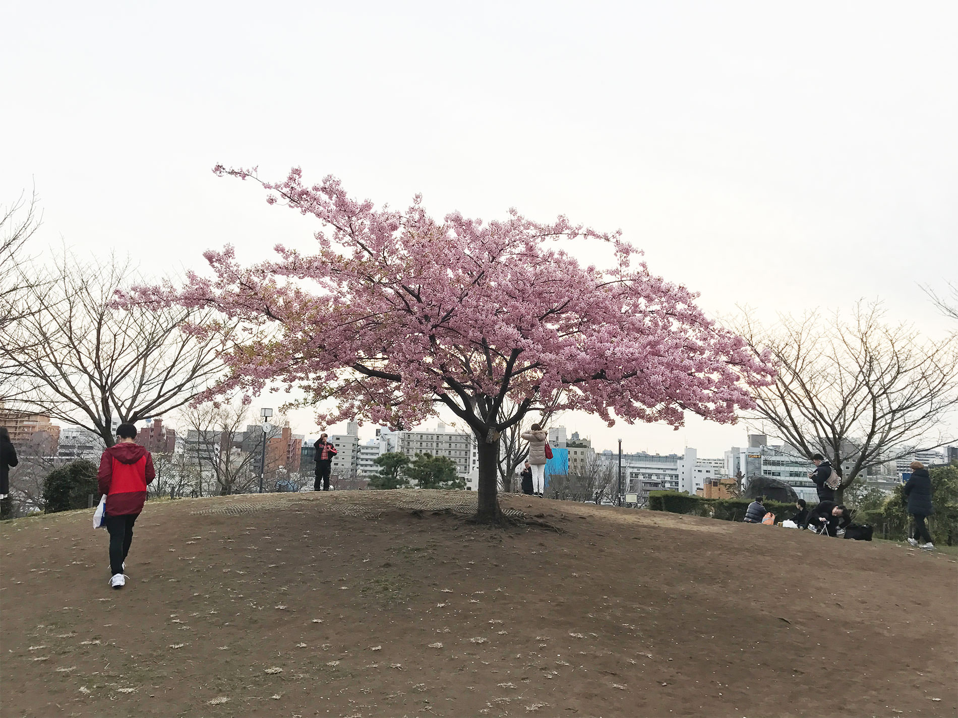 西郷山公園の河津桜 2017