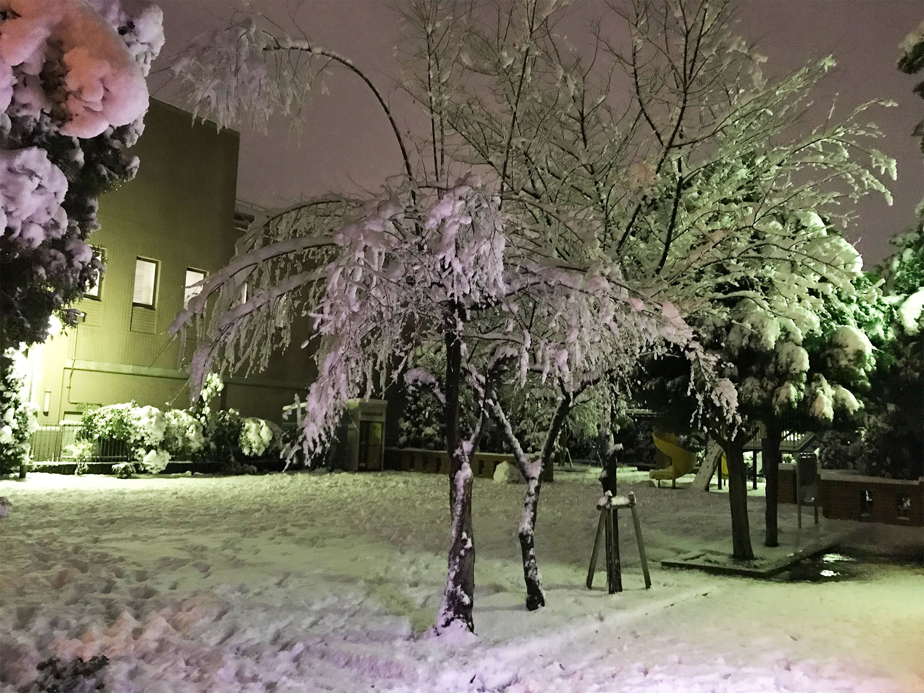 東京都 雪 / 2018
