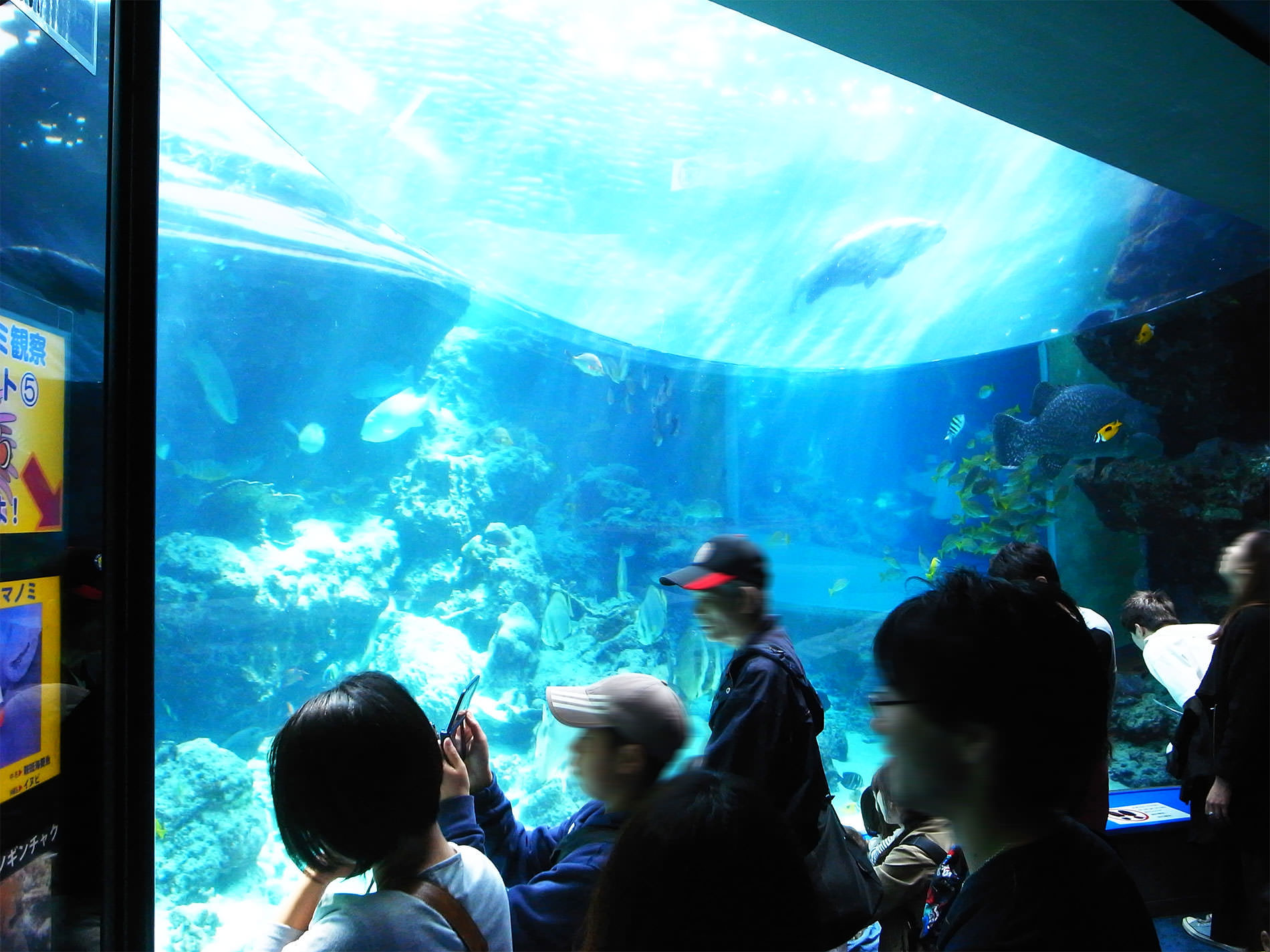 美ら海水族館 / 2018 / Okinawa trip to Okinawa Churaumi Aquarium