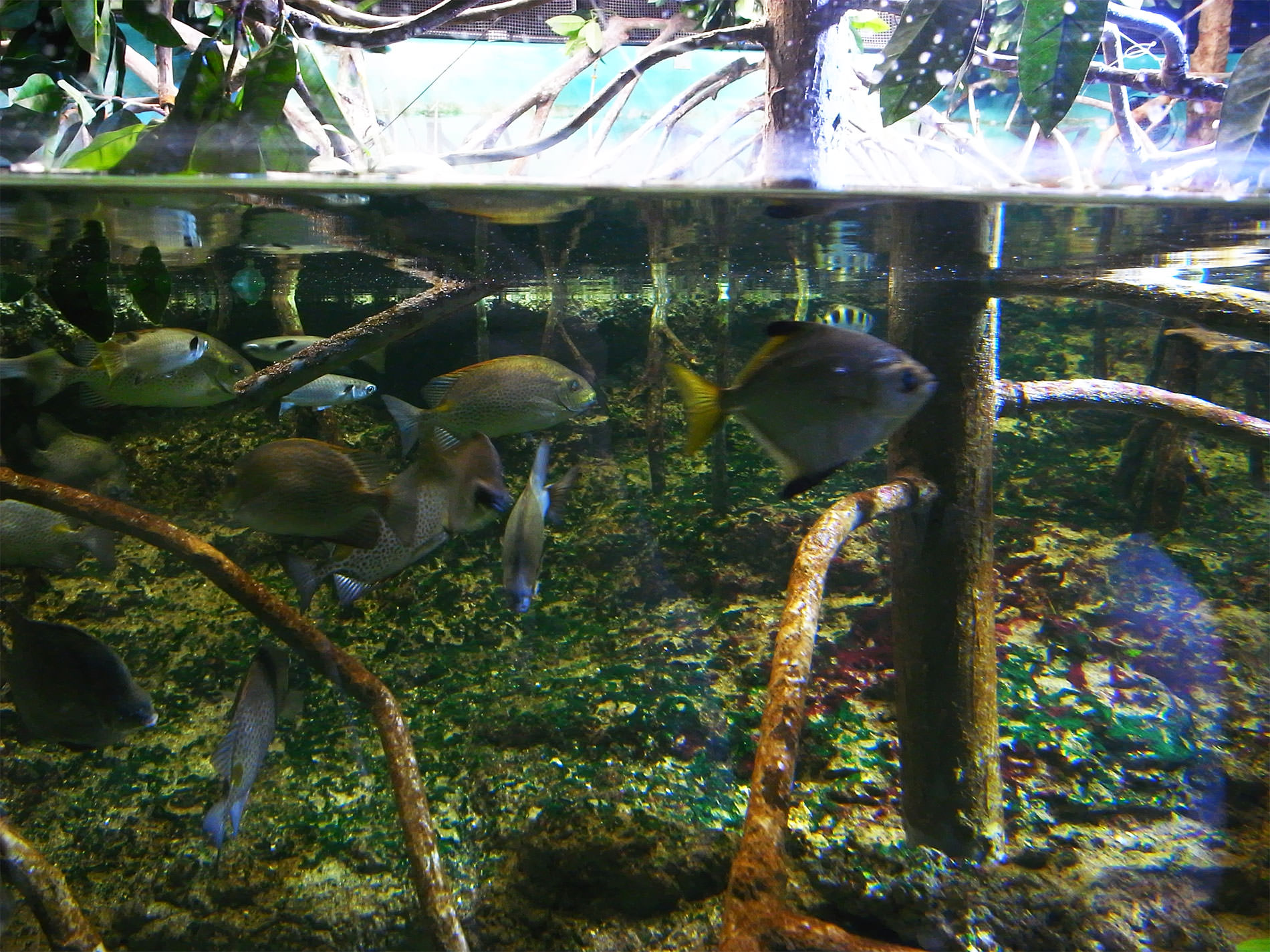 美ら海水族館 / 2018 / Okinawa trip to Okinawa Churaumi Aquarium