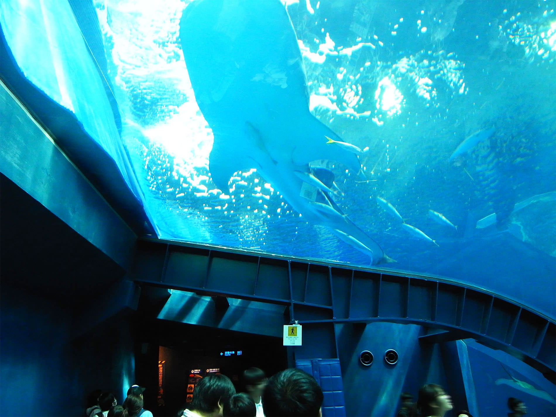 美ら海水族館 / 2018 / Okinawa trip to Okinawa Churaumi Aquarium