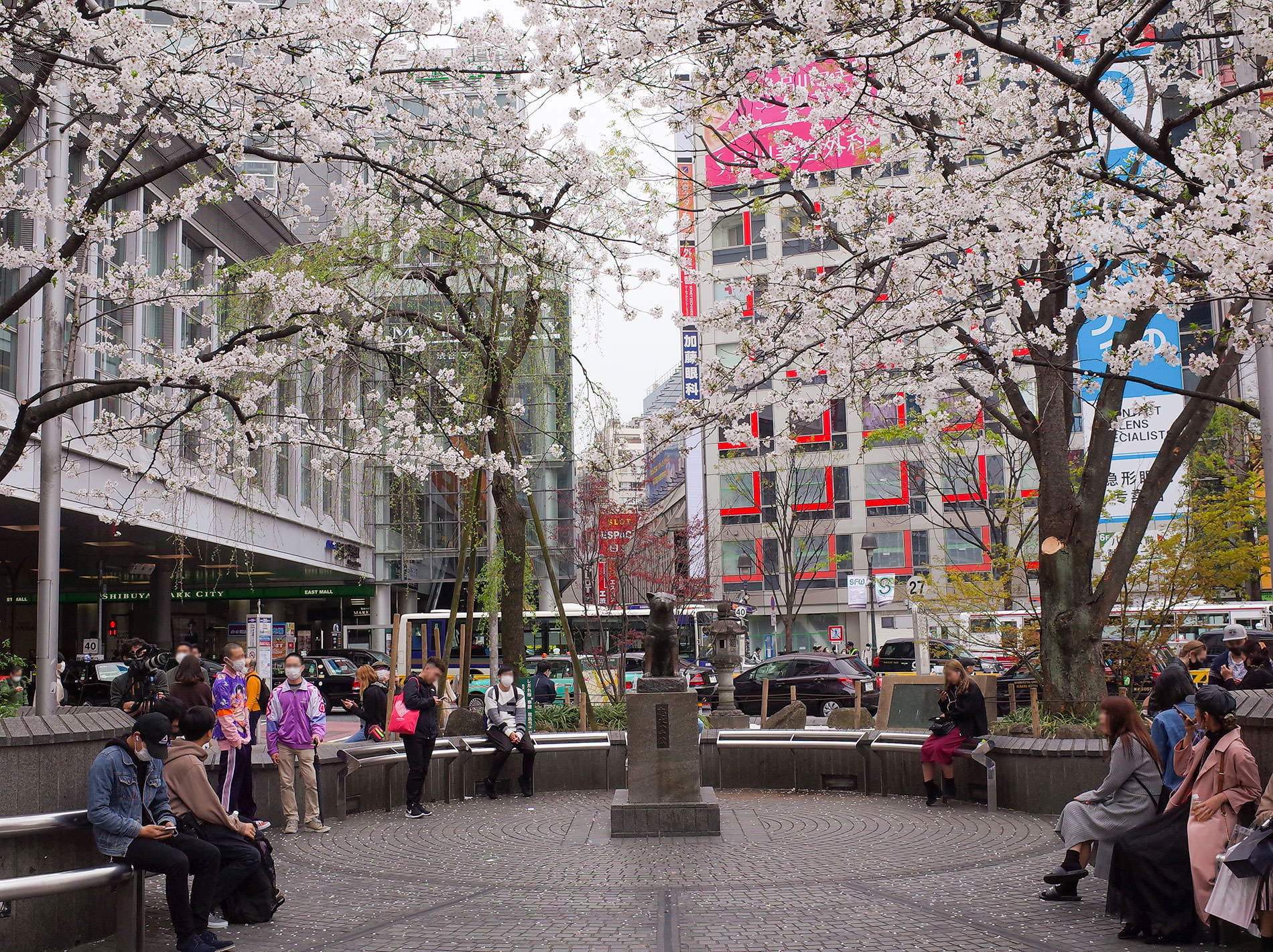 桜 2020 / Cherry Blossom Shibuya Tokyo 2020