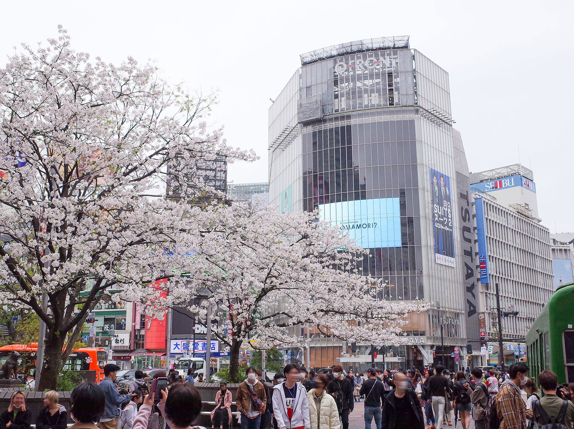桜 2020 / Cherry Blossom Shibuya Tokyo 2020