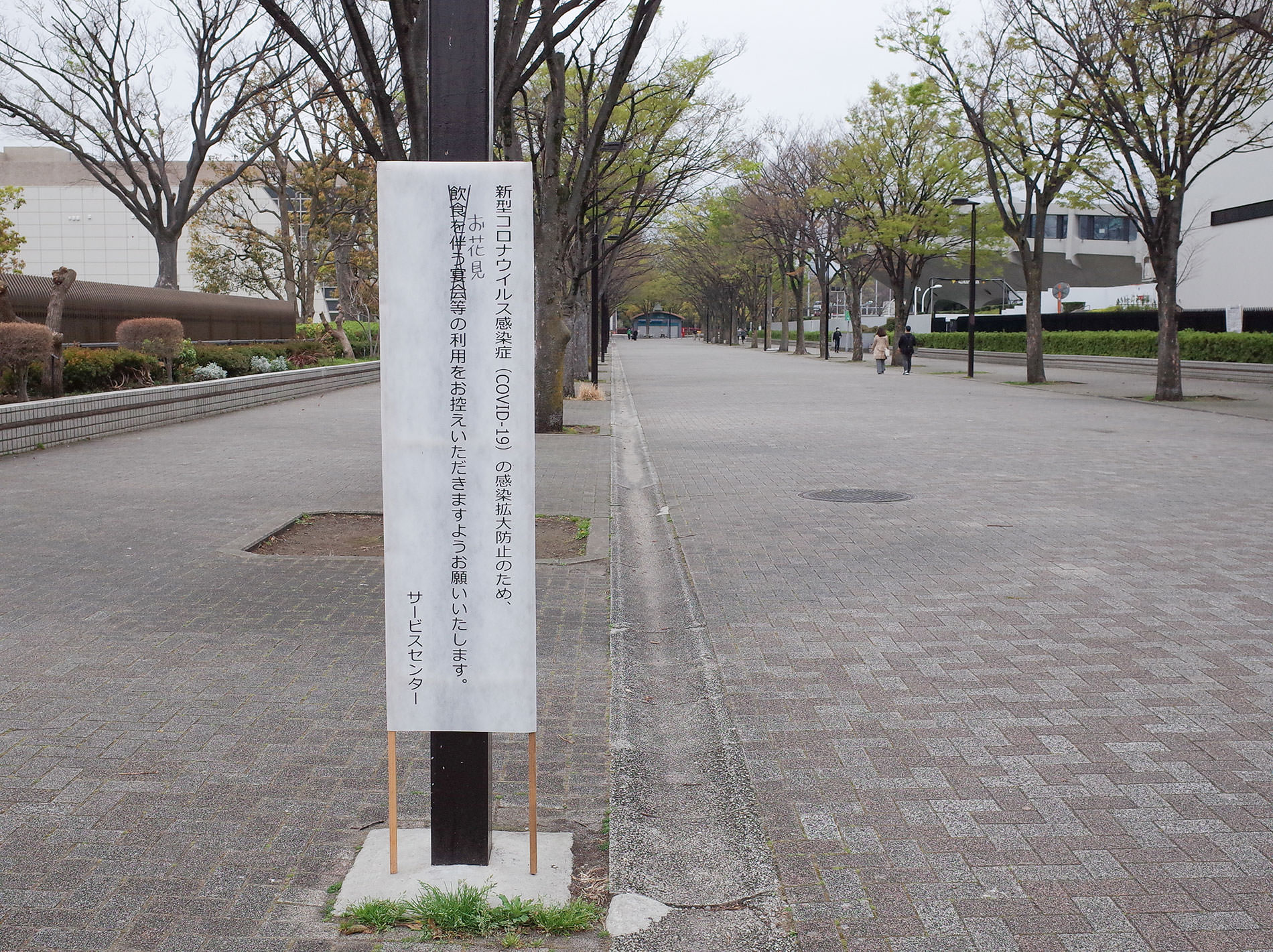 桜 2020 / Cherry Blossom Shibuya Tokyo 2020