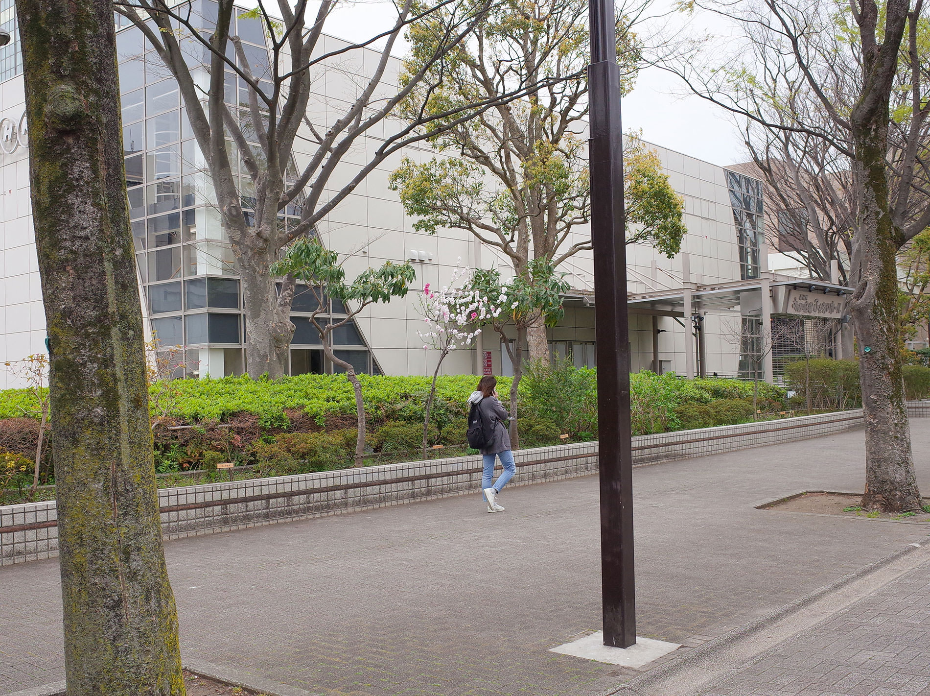 桜 2020 / Cherry Blossom Shibuya Tokyo 2020