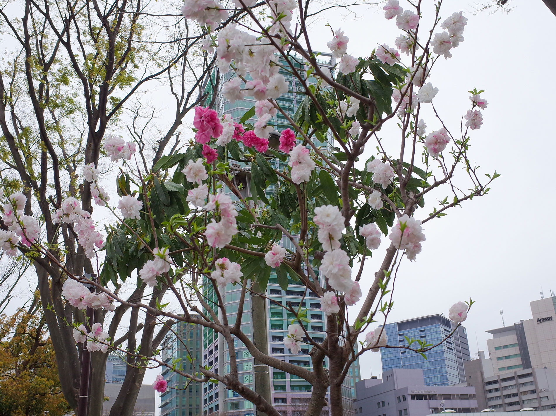 桜 2020 / Cherry Blossom Shibuya Tokyo 2020