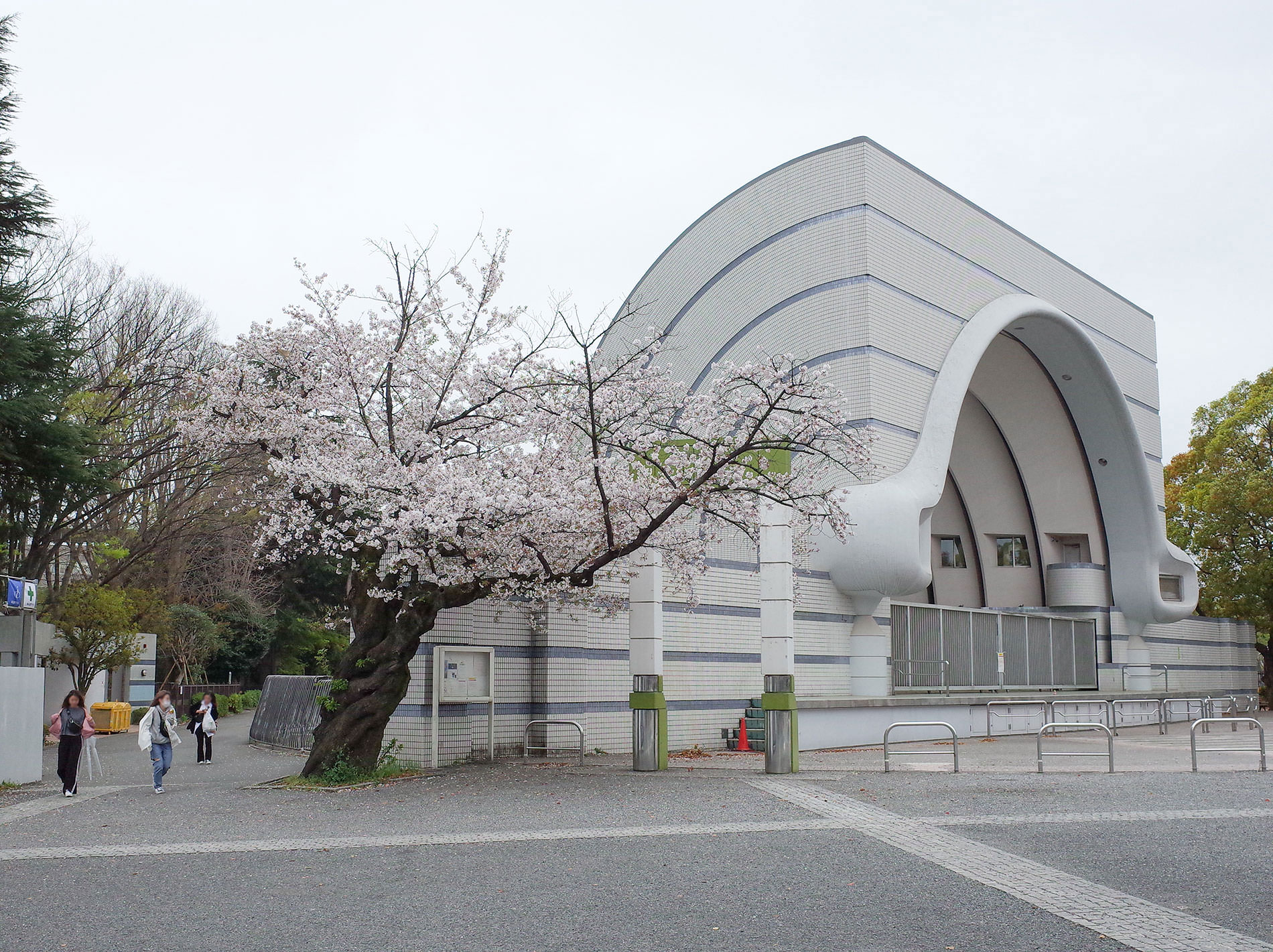 桜 2020 / Cherry Blossom Shibuya Tokyo 2020