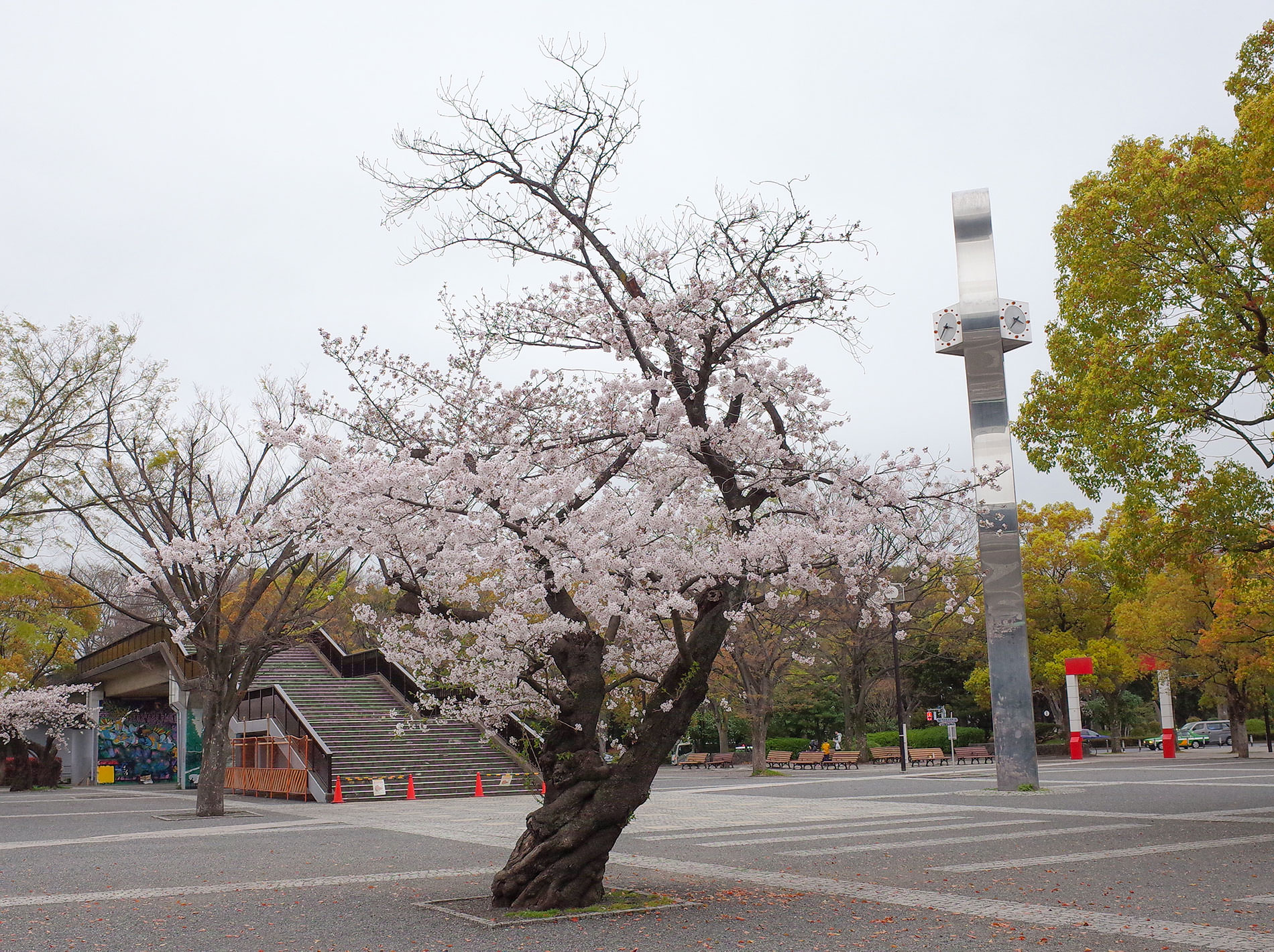 桜 2020 / Cherry Blossom Shibuya Tokyo 2020