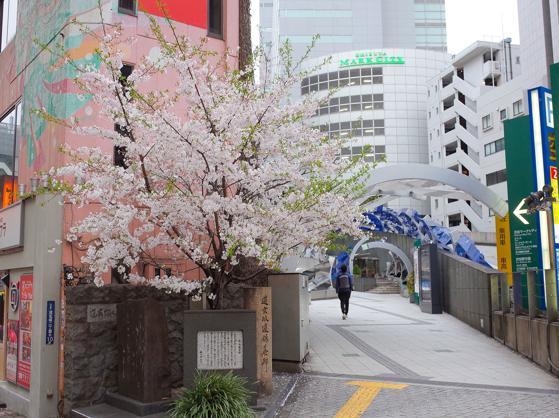 桜 2020 / Cherry Blossom Shibuya Tokyo 2020