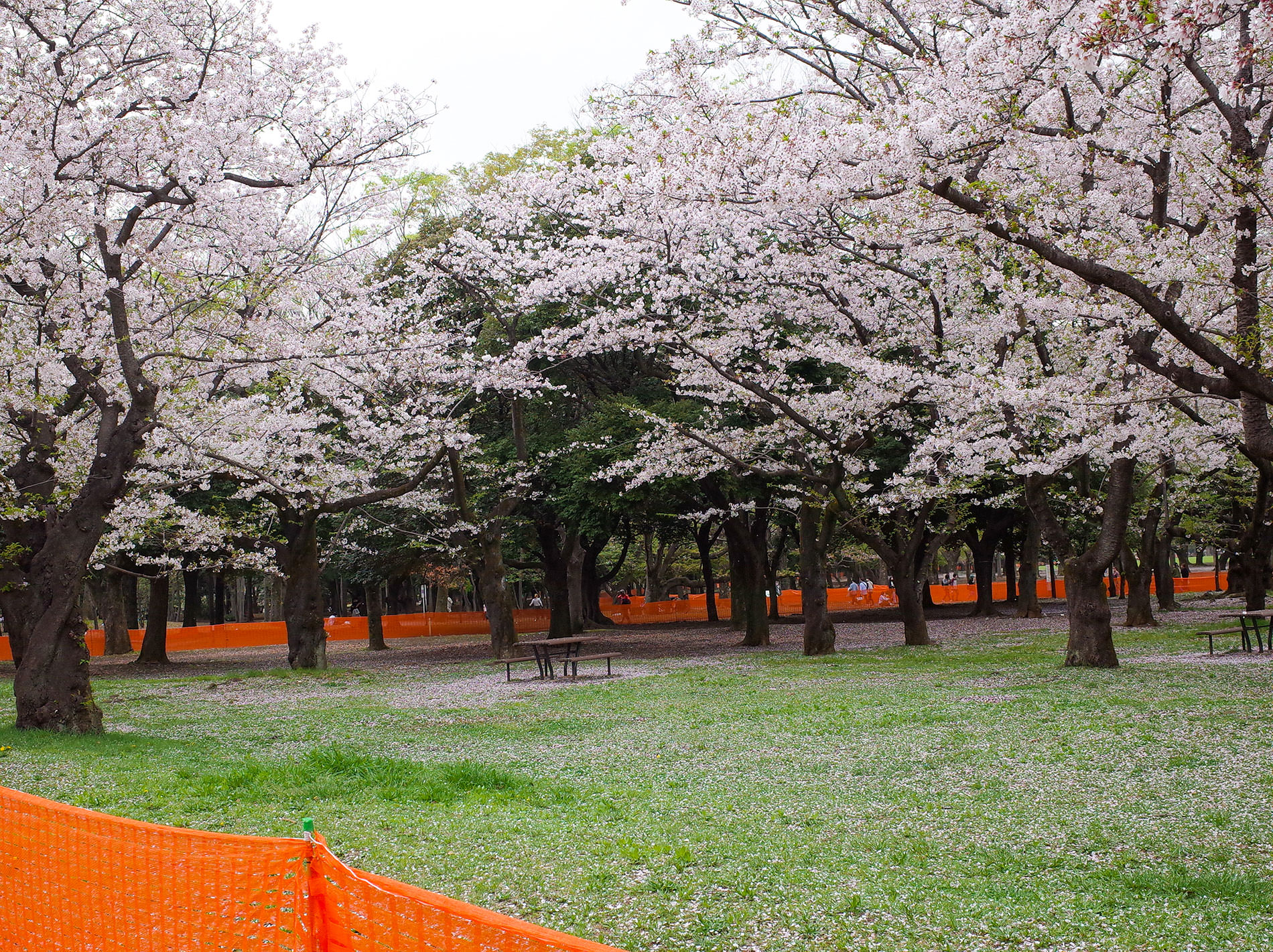 桜とコロナと / 2021 | Sakura and Covid-19 in Tokyo 2021