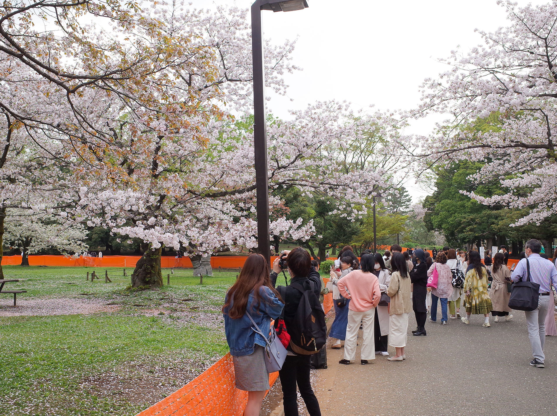 桜とコロナと / 2021 | Sakura and Covid-19 in Tokyo 2021
