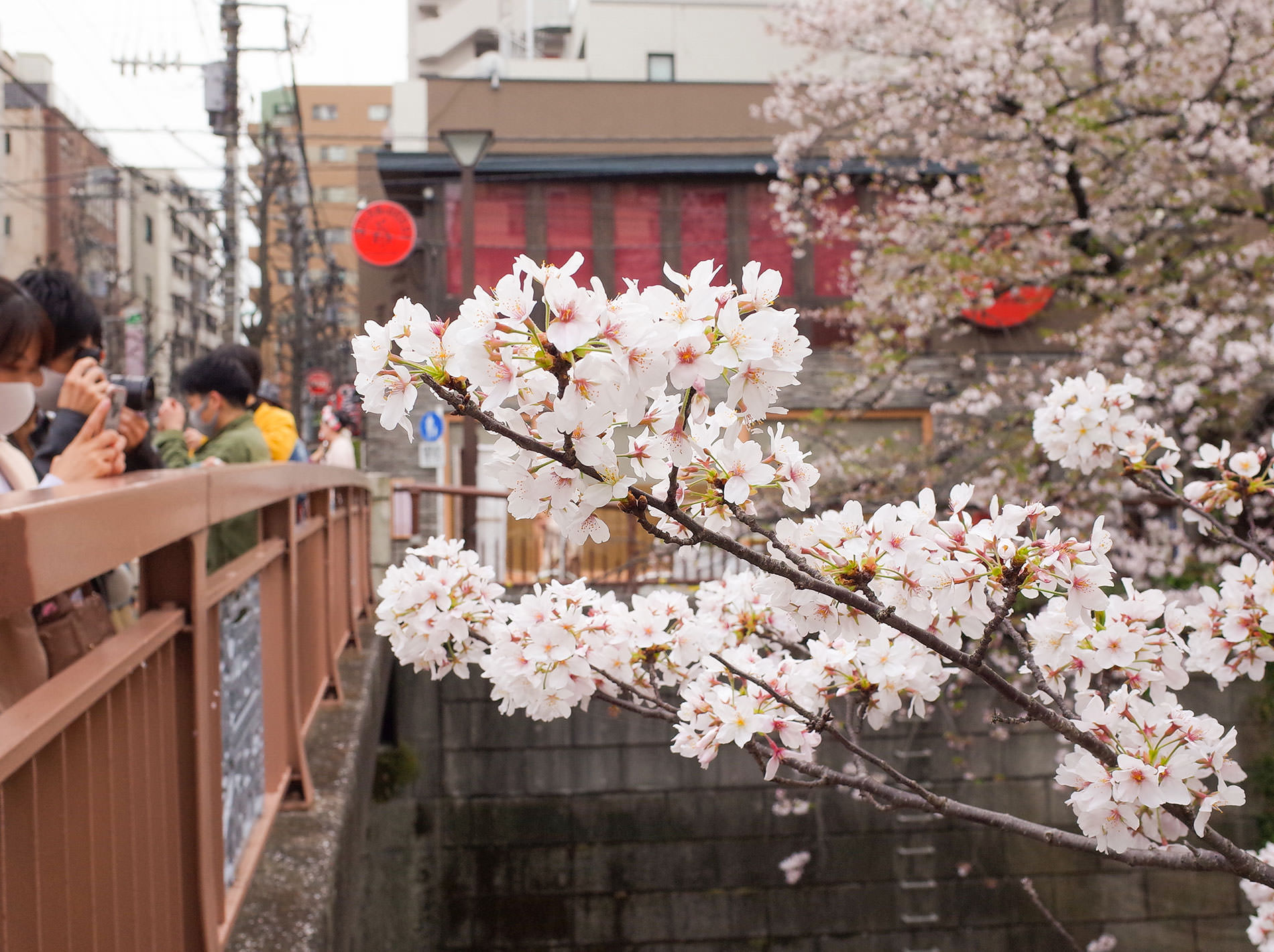 桜とコロナと / 2021 | Sakura and Covid-19 in Tokyo 2021