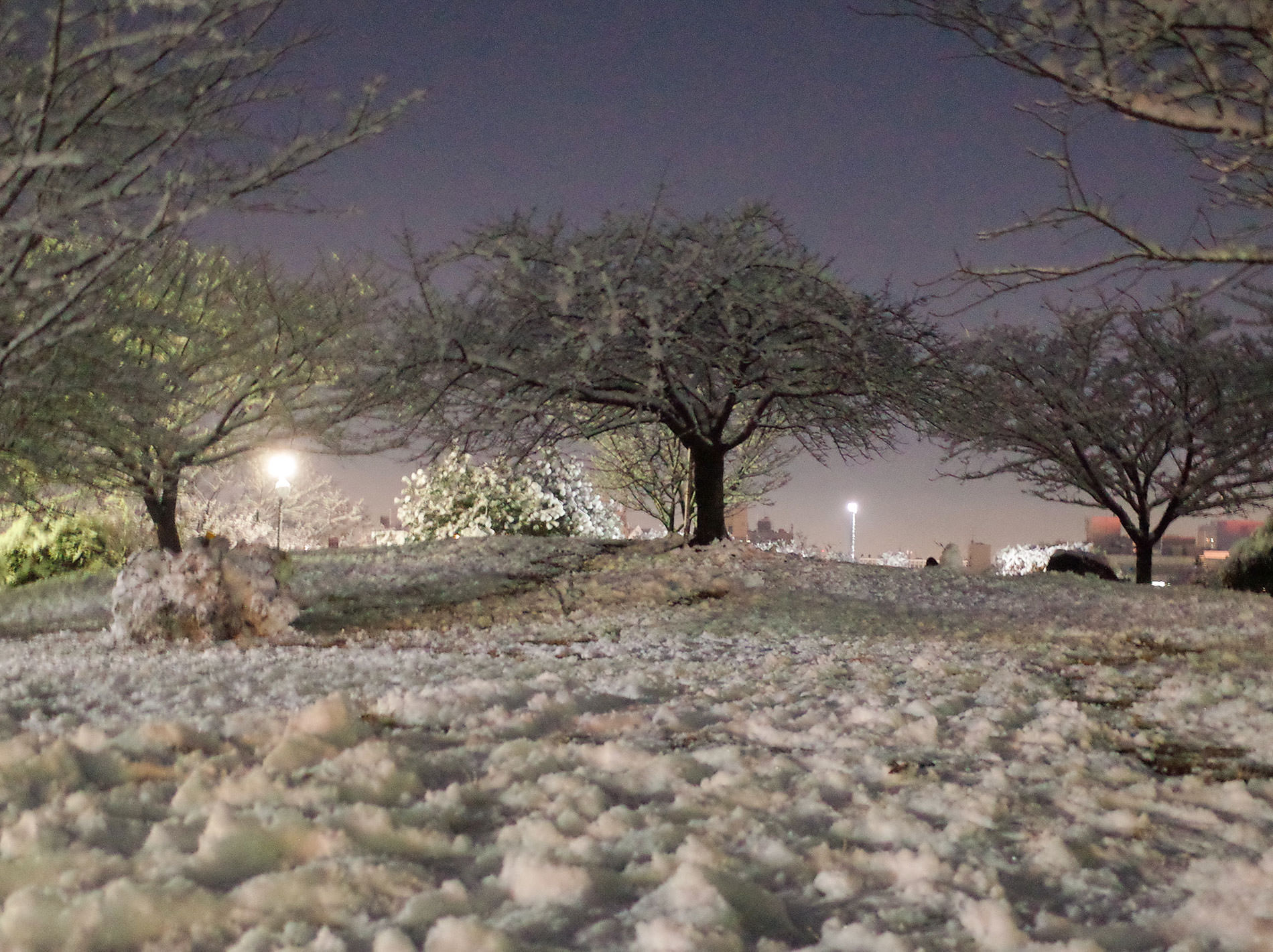 雪 2022 / It was snow in tokyo 2022