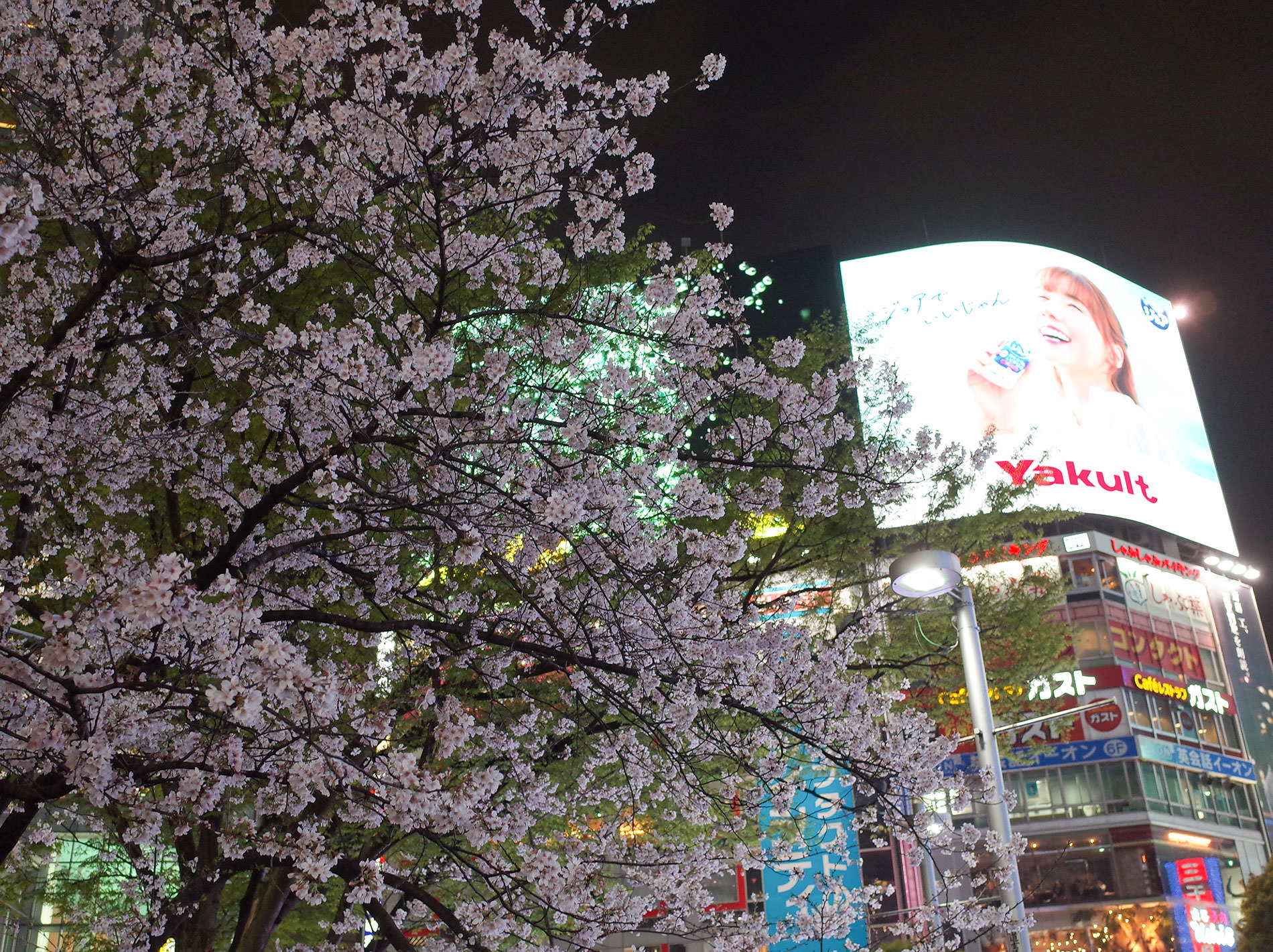 桜 / 2023 | Cherry blossoms / 2023