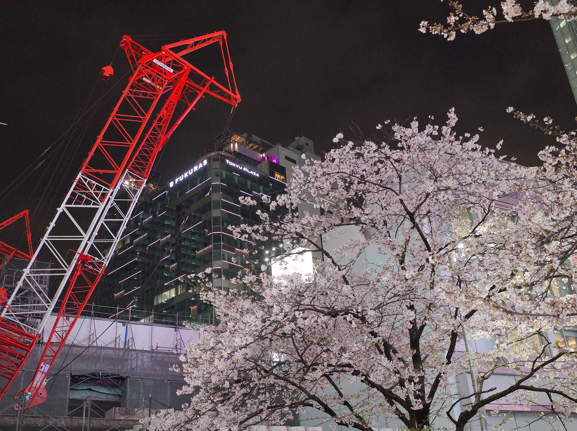 桜 / 2023 | Cherry blossoms / 2023