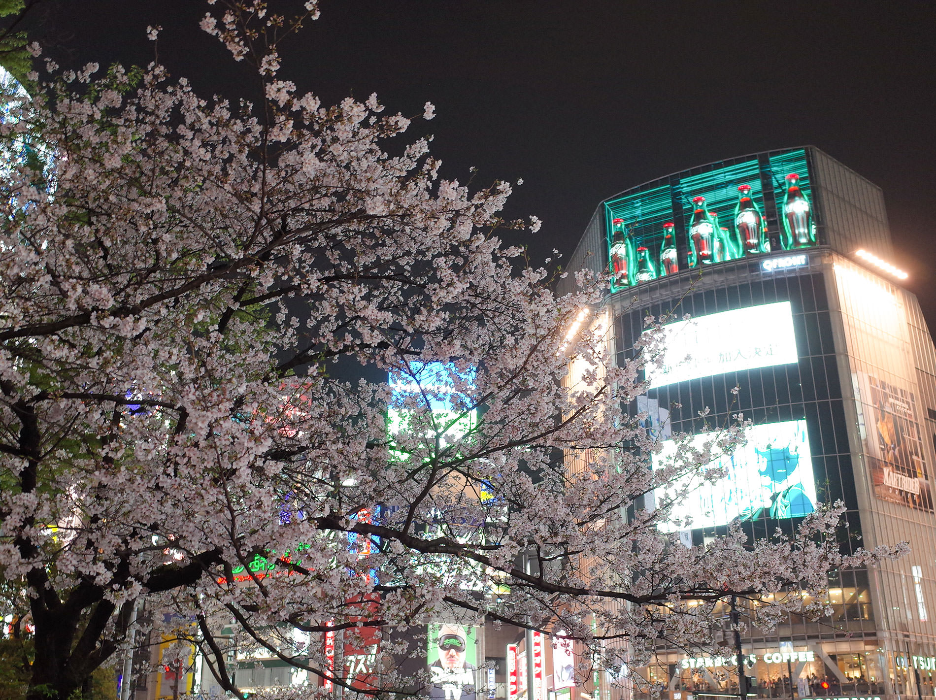桜 / 2023 | Cherry blossoms / 2023