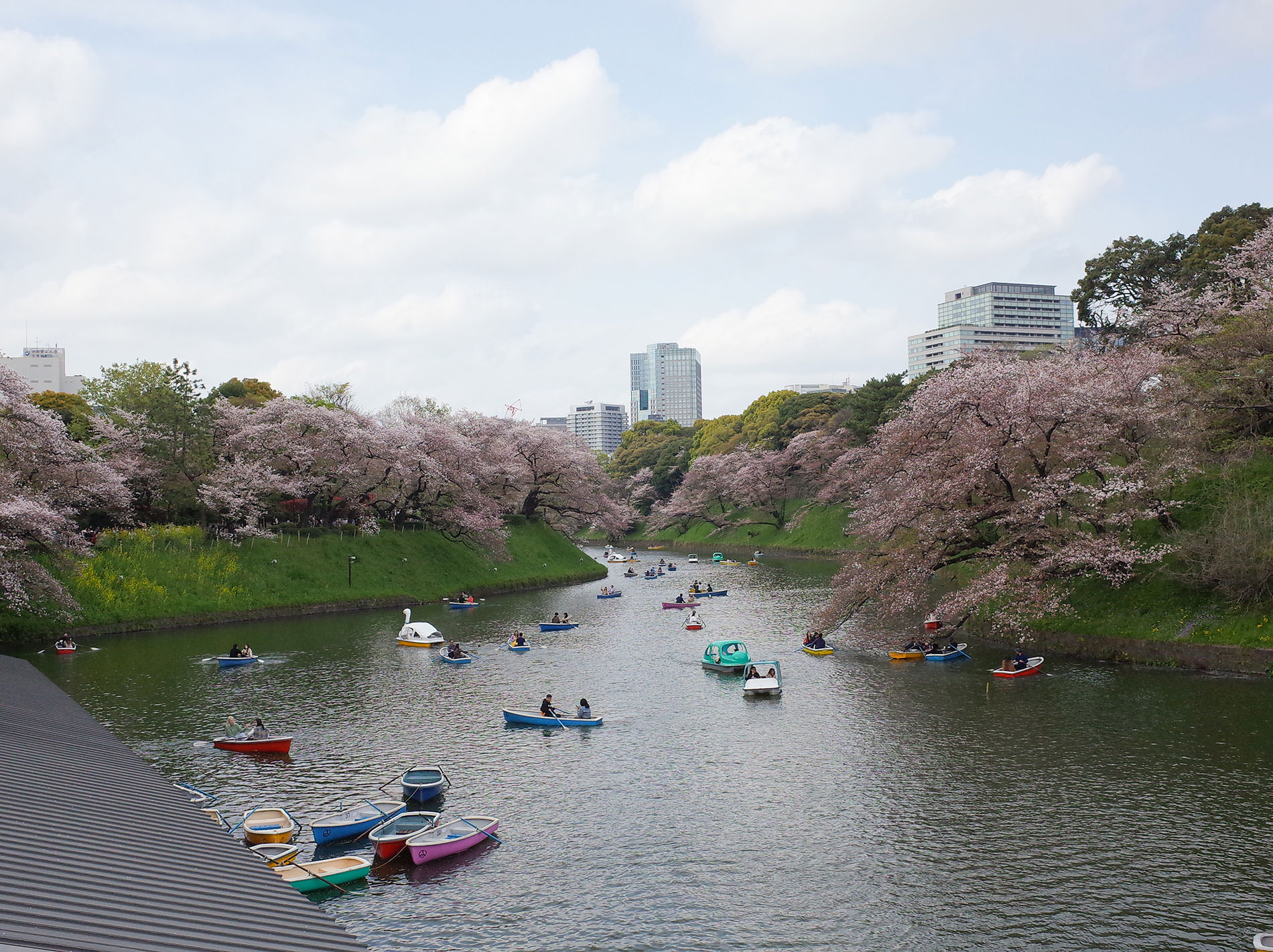 桜 / 2023 | Cherry blossoms / 2023