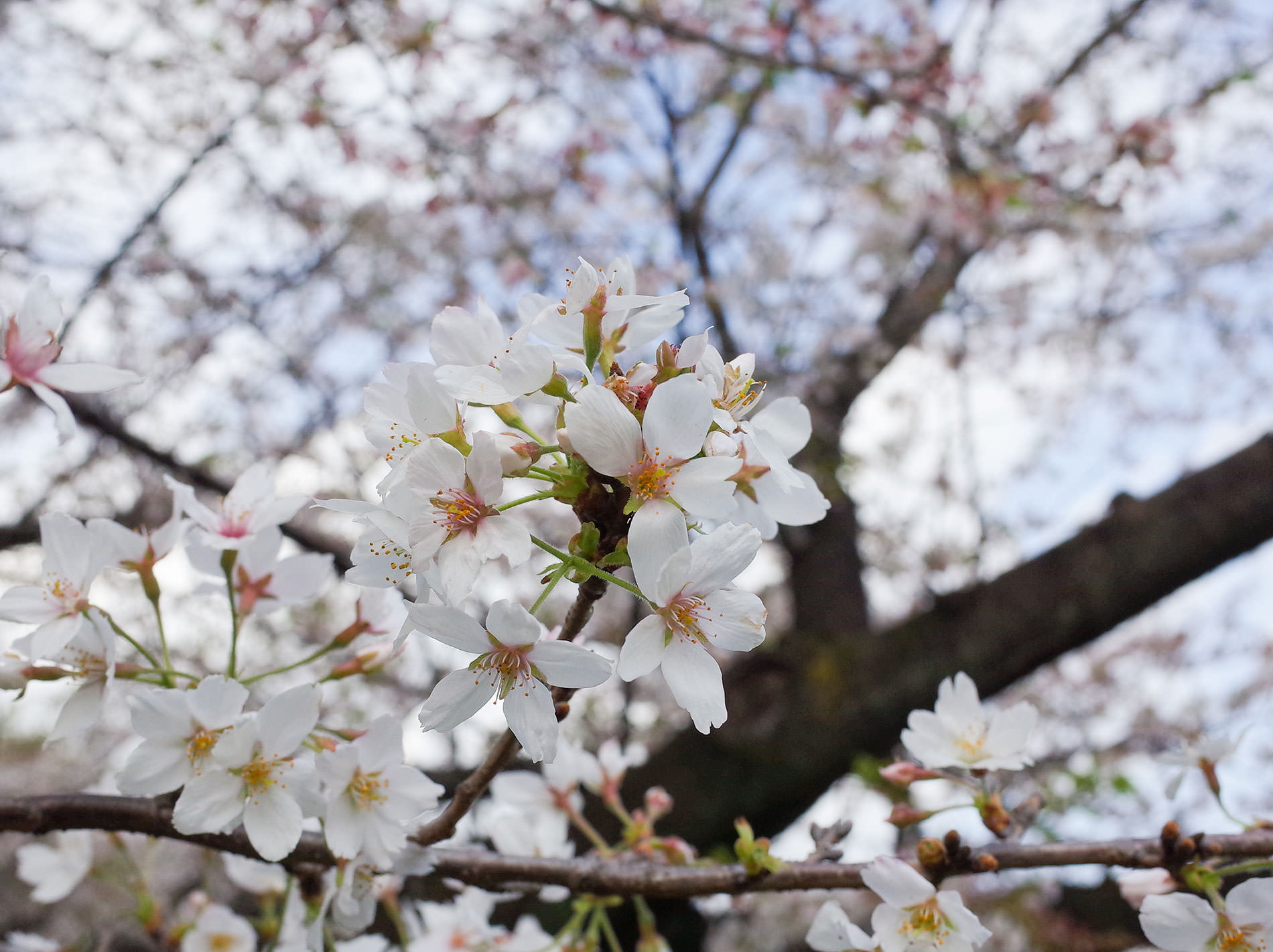 桜 / 2023 | Cherry blossoms / 2023